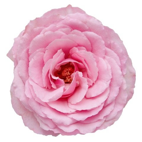 Ecuador - R GR Garden Mayra's Pink 60cm