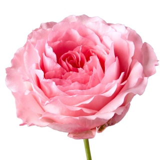 Ecuador - R GR Garden Mayra's Pink 60cm