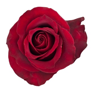 Ecuador - R Intensity 60cm
