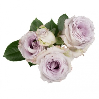 Ecuador - R TR Periwinkle Premium 70cm
