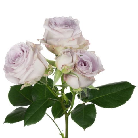 Ecuador - R TR Periwinkle Premium 70cm