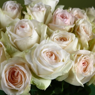 Ecuador - R White O'HARA 60cm
