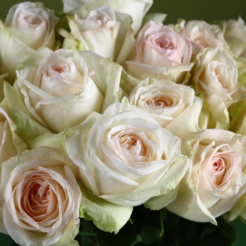Ecuador - R White O'HARA 60cm
