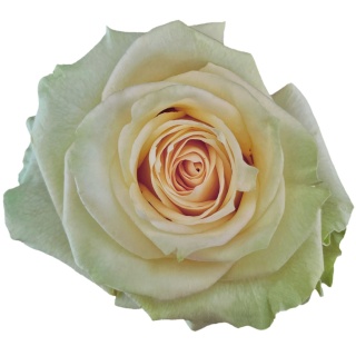 Ecuador - Wedding Dance 60cm