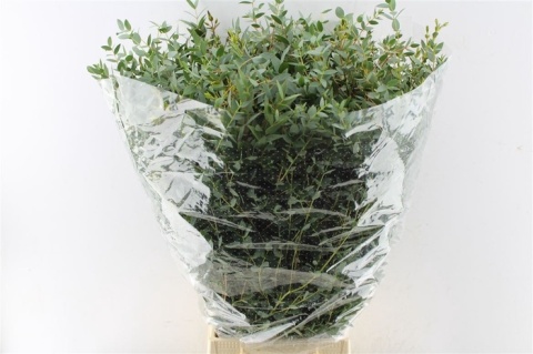 Euca. Parvifoglia 70cm - D