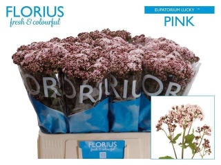 EUPAT RU LUCKY PINK 60cm - D