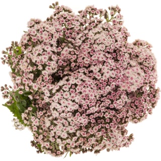EUPAT RU LUCKY PINK 60cm - D