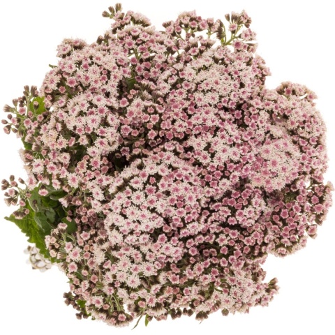 EUPAT RU LUCKY PINK 60cm - D