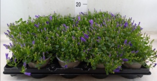 Campanula Porto 20cm/d 11 - D