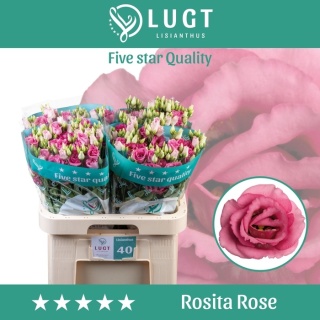 Eus G ROSITA ROSE Pink 70cm - D