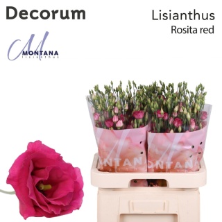 EUS ROSITA RED 70cm - D