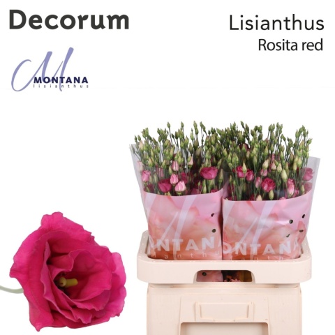 EUS ROSITA RED 70cm - D
