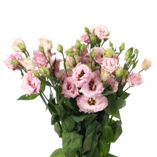 Eust G Lisanne Light Pink 72cm - D