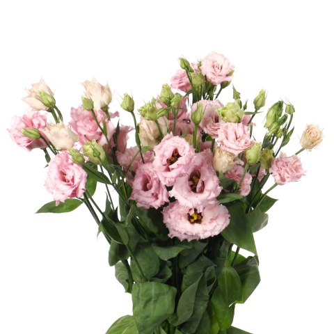 Eust G Lisanne Light Pink 72cm - D