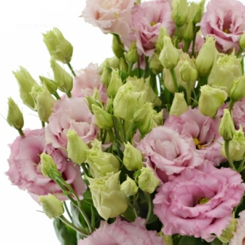 Eust G Lisanne Light Pink 72cm - D