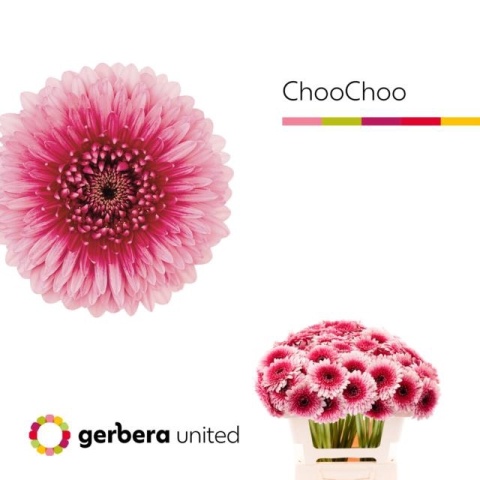 GE MB BOL CHOOCHOO 50cm - D