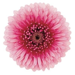 GE MB BOL CHOOCHOO 50cm - D