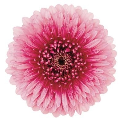 GE MB BOL CHOOCHOO 50cm - D