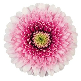 GE MB POM TRACY 50cm - D