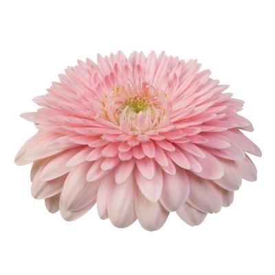 GE MB PANUCCI 50cm - D