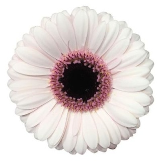 GE MI ABBY LOU 50cm - D
