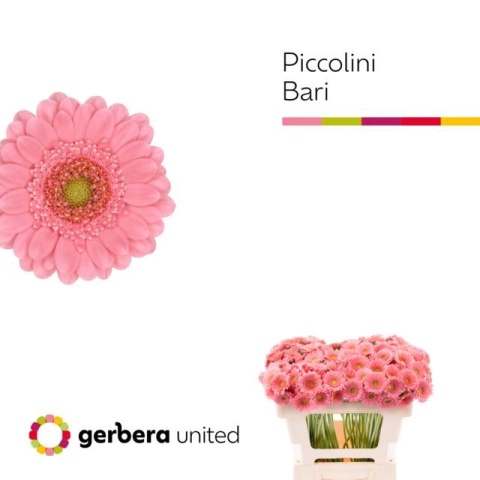 GE mini BARI 50cm - D