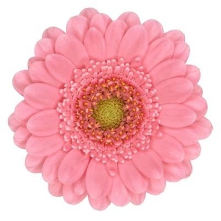 GE mini BARI 50cm - D