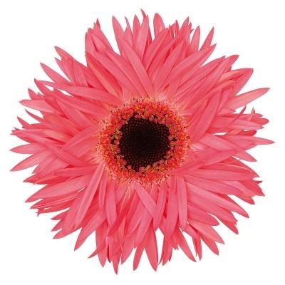 GE MS GERSP SPECTACL 50cm - D