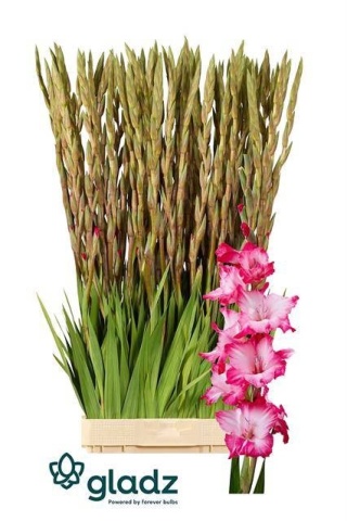GLAD GR MILKSHAKE 125cm - D