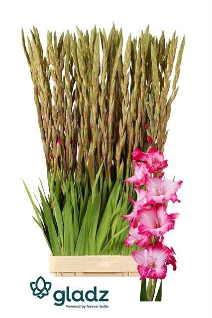 GLAD GR MILKSHAKE 125cm - D