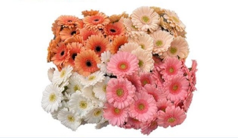 Ge Mi Gem PASTEL50cm - D