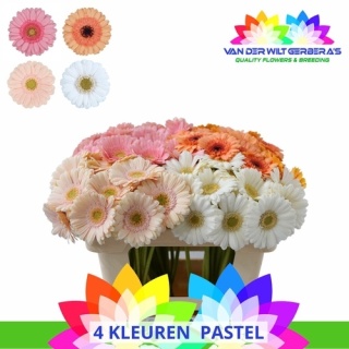 Ge Mi Gem PASTEL50cm - D