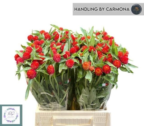 GOMPH GL STRAWBERRY 45cm - D