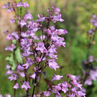Penstemon Di Joke 60cm - D