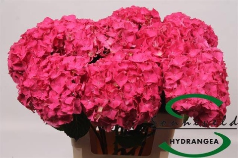 HYDR M CH RODEO RD 60cm/H20 - D