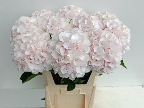 HYDR M CH SWEET VERENA 60cm/H 20 - PROMO