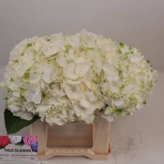 HYDR M CH WHI VERENA 40cm/H16 - D