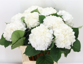HYDR M CH WHI VERENA 60cm/H19 - D