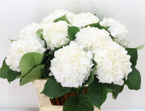 HYDR M CH WHI VERENA 60cm/H19 - D