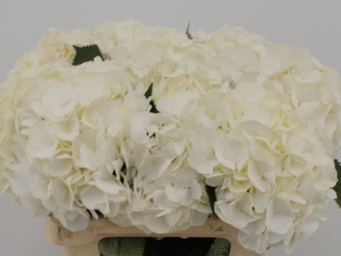 HYDR M CH WHI VERENA 60cm/H21 - D