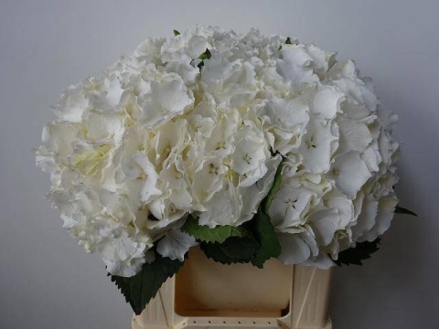 HYDR M CH WHI VERENA 40cm/H16 - D