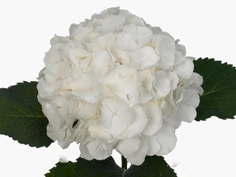 HYDR M CH WHI VERENA 40cm/H16 - D
