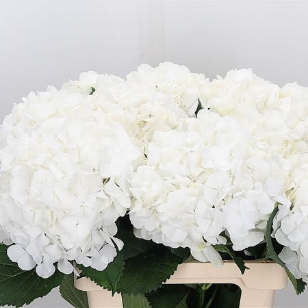 HYDR M CH WHITE VERENA 60cm/H18 - PROMO