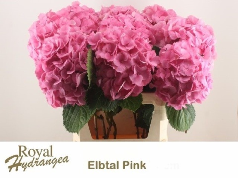 HYDR M ELBTAL ROSE Extra 60cm/H18 - PROMO