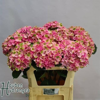 HYDR M MAG AMETHYST XL 80cm/H22 - D
