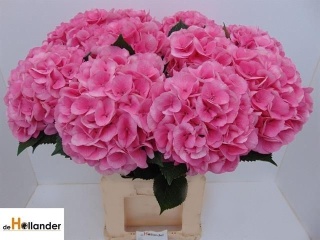 HYDR M ROYAL LOVE 80cm/H23 - D
