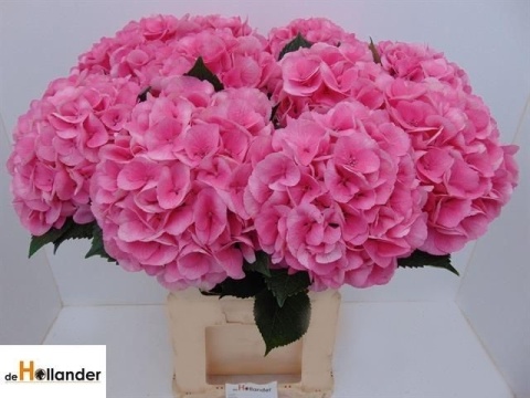 HYDR M ROYAL LOVE 80cm/H23 - D