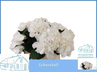 HYDR M SCHNEEBALL 40cm/H16 - D