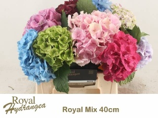 HYDRANGEA GEM 40cm/H17 - D