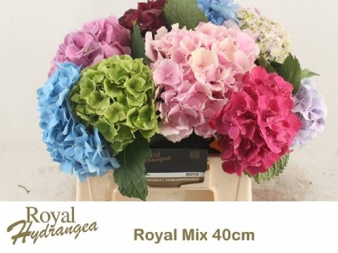 HYDRANGEA GEM 40cm/H17 - D